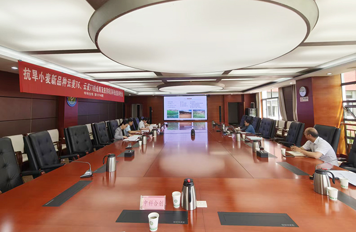 抗旱小麦新品种云麦76、云麦77的选育及应用 anli.jpg